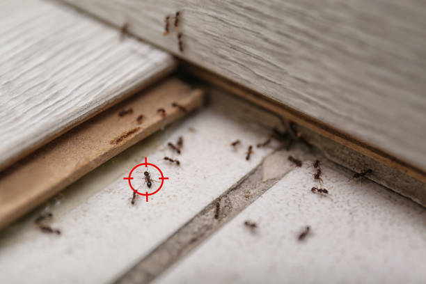 Best Affordable Exterminators  in Rogersville, TN