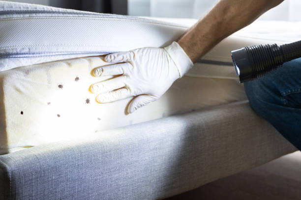 Best Pest Removal Services  in Rogersville, TN