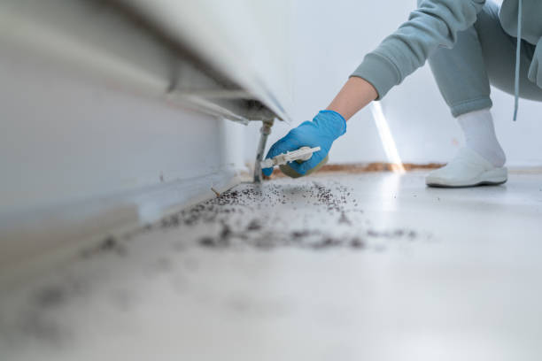 Best Bed Bug Extermination  in Rogersville, TN