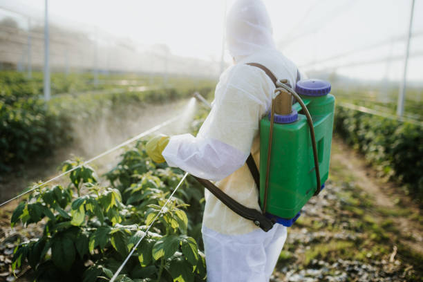 Best Rat Extermination Near Me  in Rogersville, TN